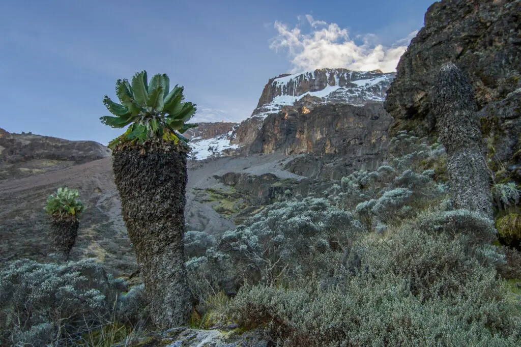 The Kilimanjaro Trail - Barranco Camp